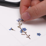 Pressed Flower Transparent Sticker - Forget Me Not