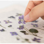 Pressed Flower Transparent Sticker - Manchurian Violet