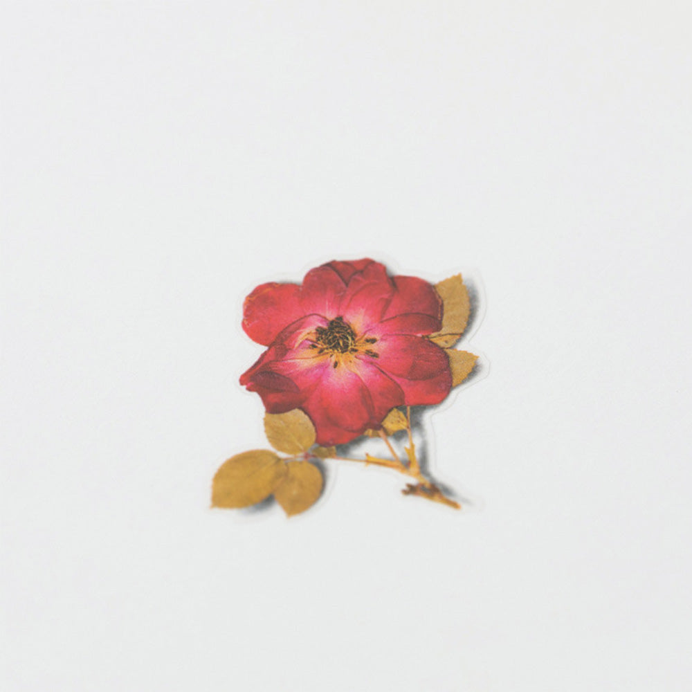 Appree Pressed Flower Sticker - Mini Rose