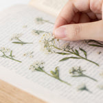 Pressed Flower Transparent Sticker - Sweet Alyssum