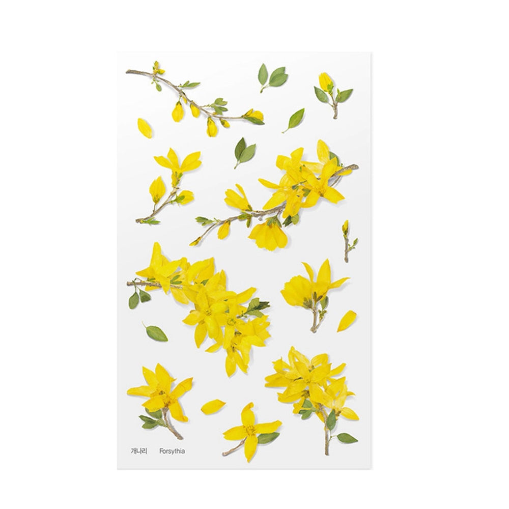 Pressed Flower Transparent Sticker - Forsythia