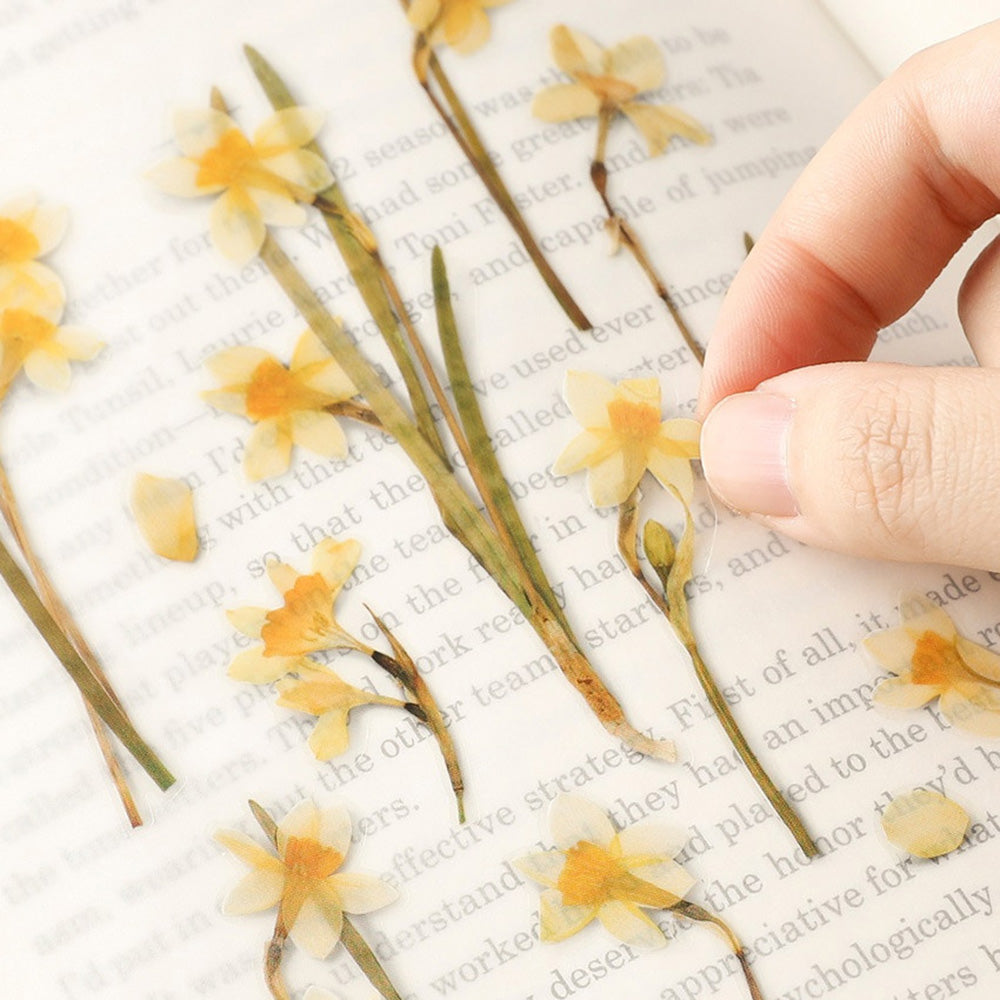 Pressed Flower Transparent Sticker - Narcissus