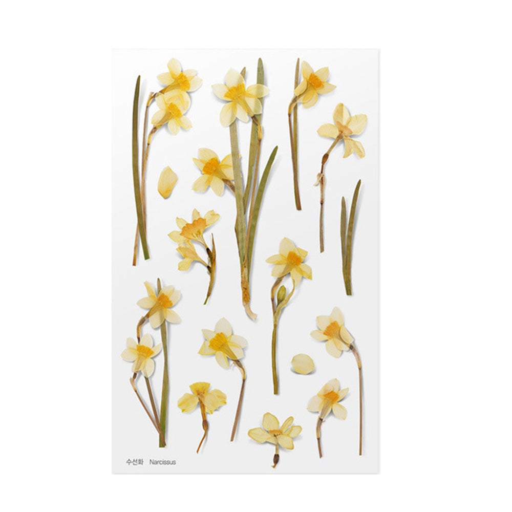 Pressed Flower Transparent Sticker - Narcissus